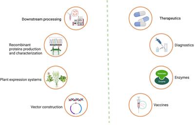 Recent advances in expression and purification strategies for plant made vaccines